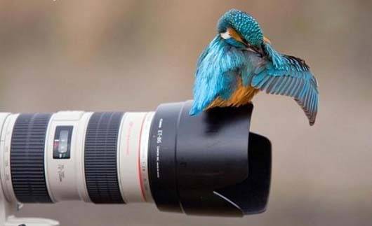 cute_animals_3.jpg
