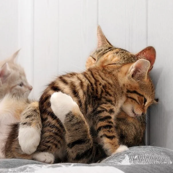 cute_cats.webp