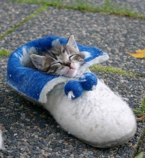 cute_kitten_sleeping_in_shoe.jpg