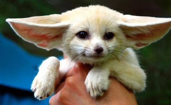 cute_little_babies_12.jpg