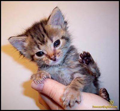 cutest-kitten-ever.jpg