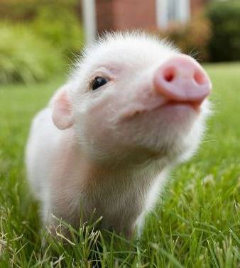 cutest-piglet.jpg