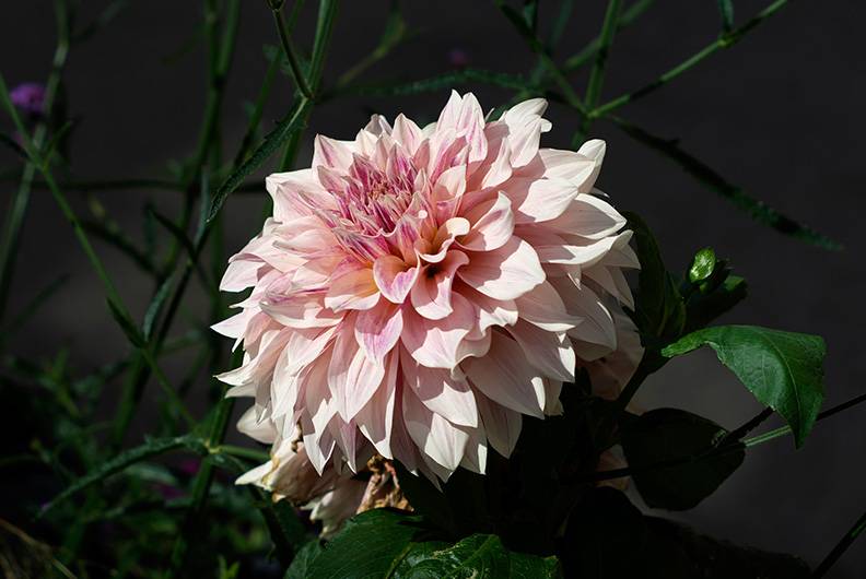 Dahlia (1) (Yashinon-DS 50mm).jpg