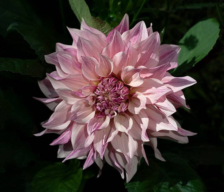 Dahlia (4) (Yashinon-DS 50mm).jpg