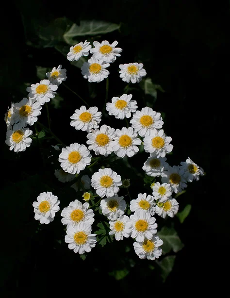 Daisies (Canon nFD 28mm f2.8).webp