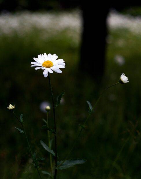 Daisy.jpg
