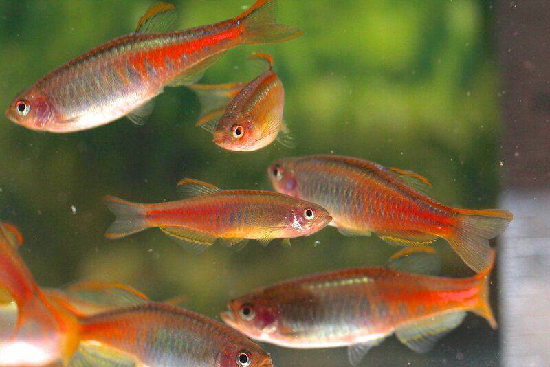 Danio choprae.jpg