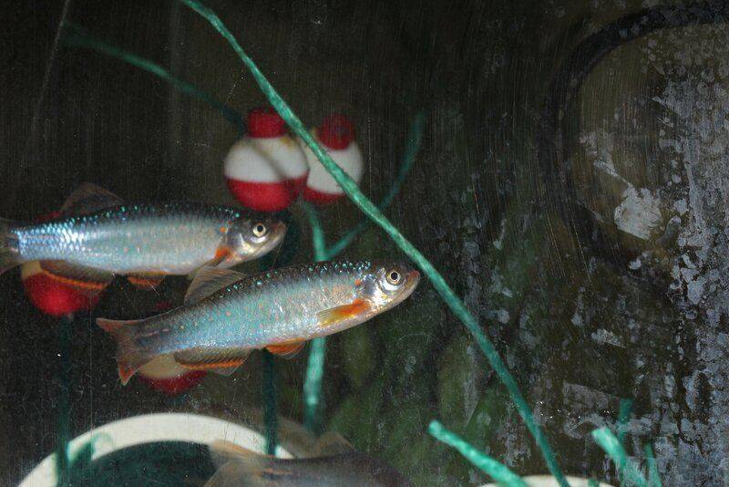 Danio feegradei.jpg