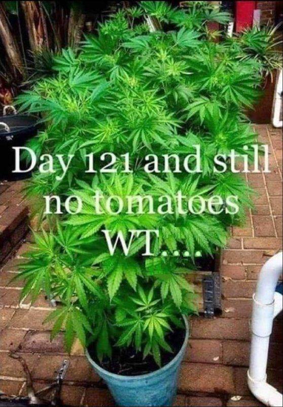 day121 no tomatoes.jpg