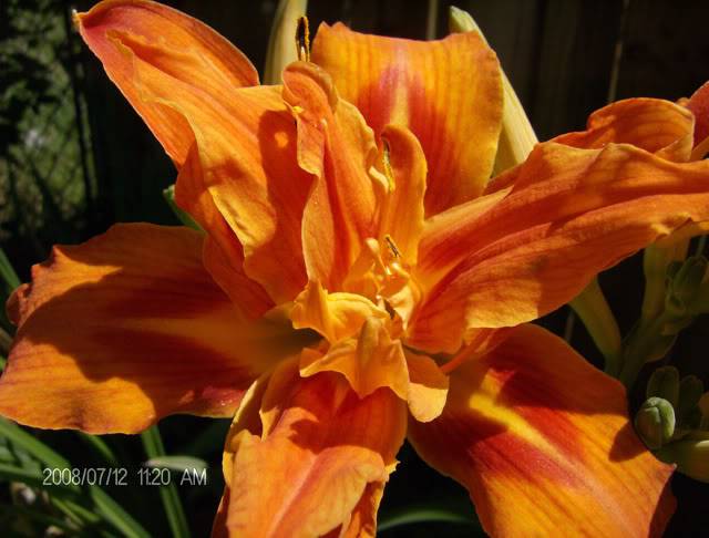daylilly1.jpg