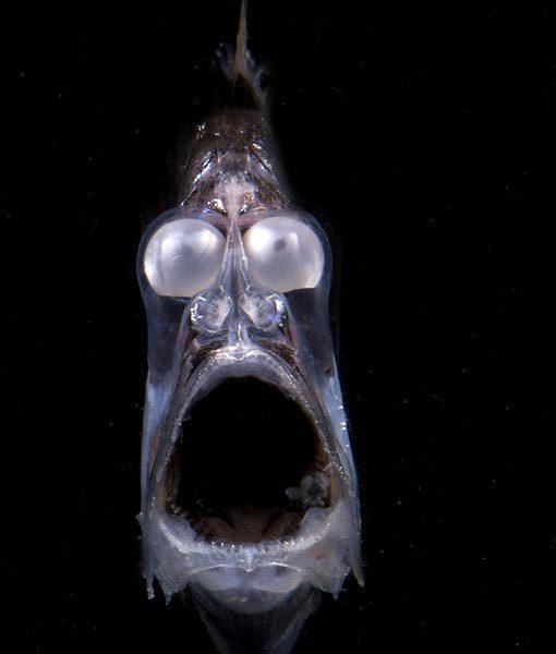 deep-sea-hatchetfish-whatchamacalits-510x600.jpg