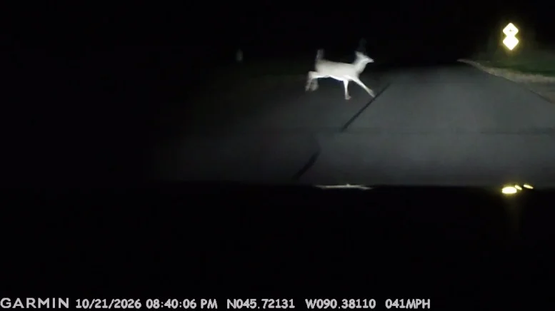 Deer 1.webp
