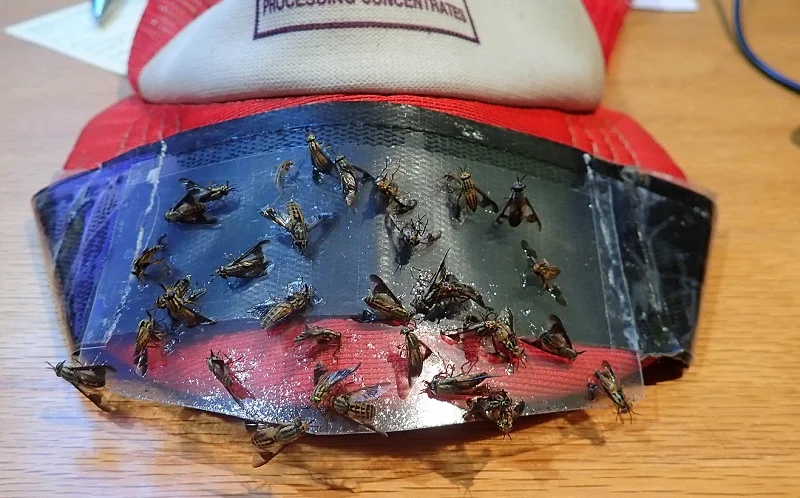 Deer Flies.webp