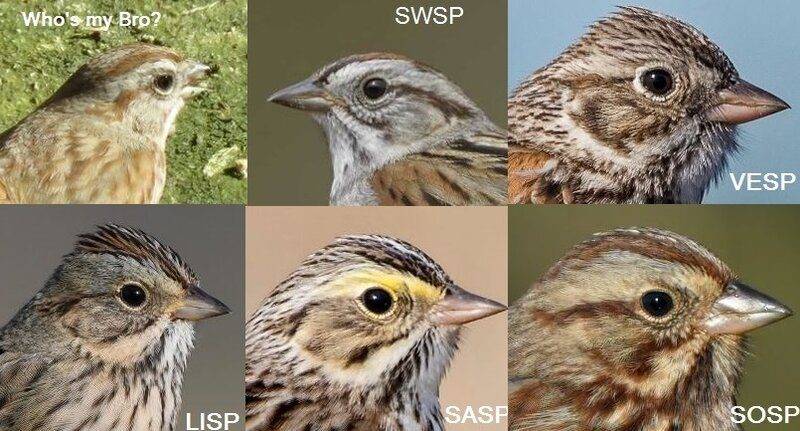 DEFINITIVE.jpg