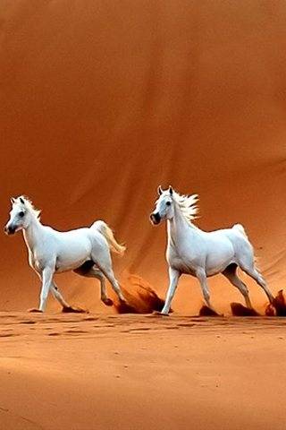desert-horse.jpg