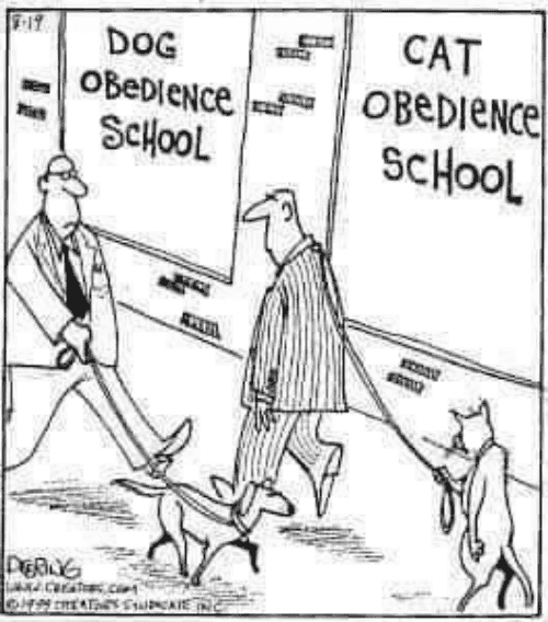 dg-cat-school-school-48280196.png
