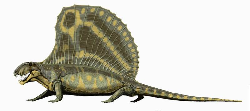 Dimetrodon_gigashomog_DB.jpg