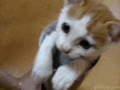 dMhsCfA.gif