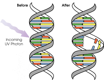 dna_mutation.gif