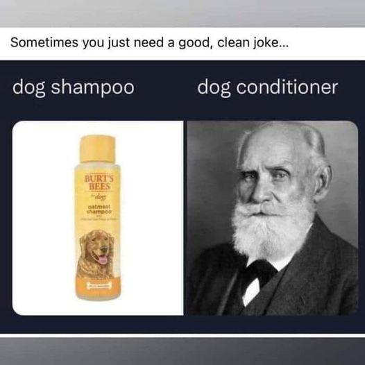 dog-conditioner.jpg
