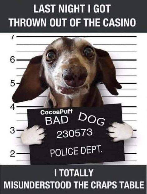dog-craps.jpg