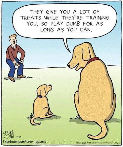 Dog Treats.jpg