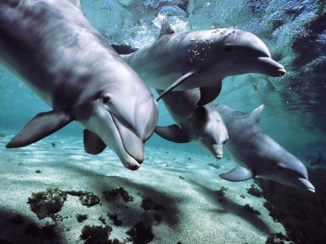 Dolphins-talk-language-650x487.jpg