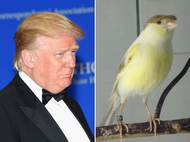 donald-trump-bird.jpg