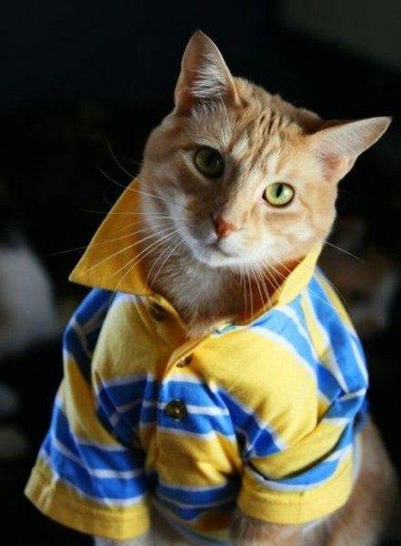 douchebag-cat.jpg