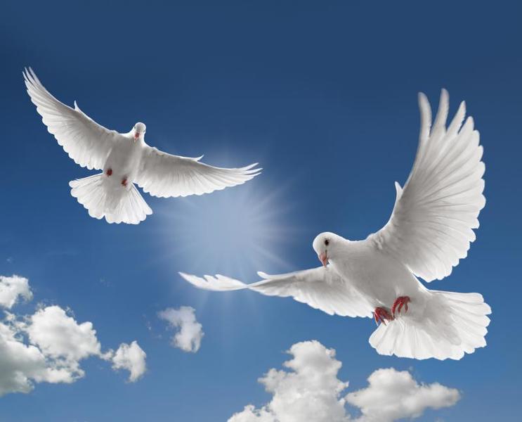 DoveRelease.48122820_std.jpg