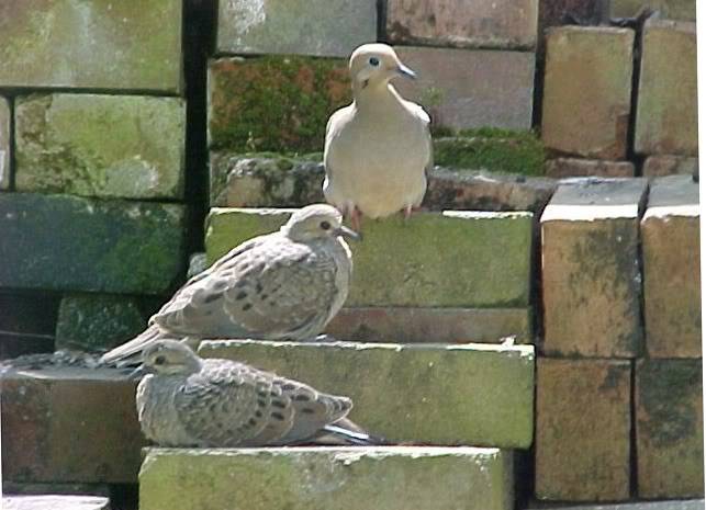 doves5.jpg