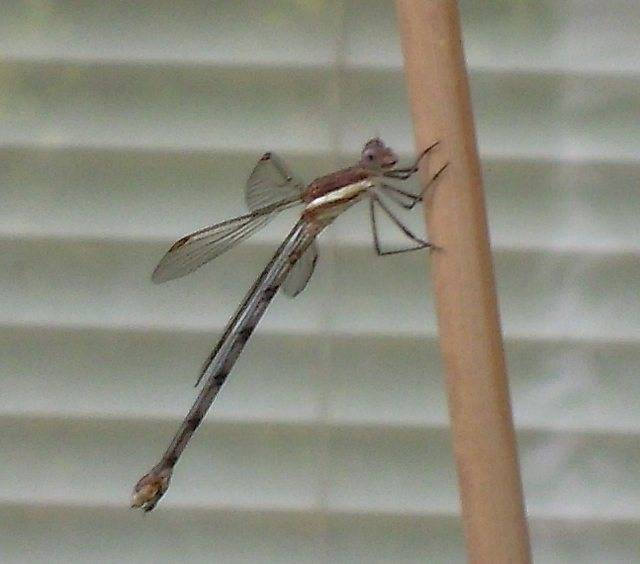 dragonfly1hy0.jpg
