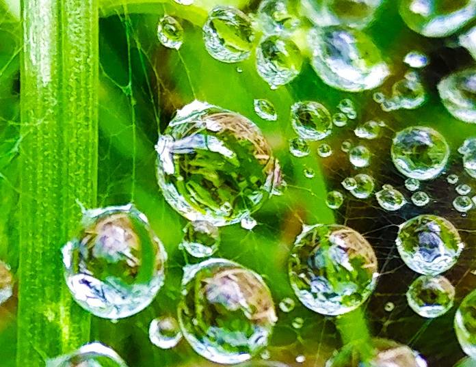 droplets in the web.jpg