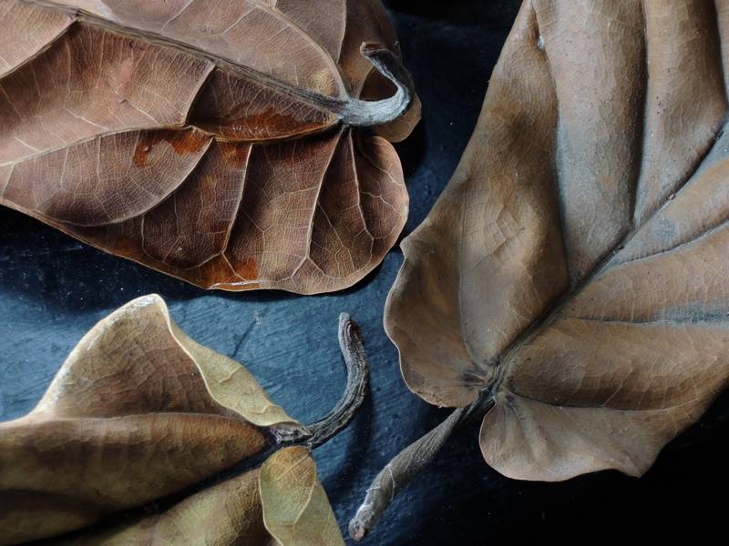 DryLeaves_zps9f4c169e.jpg