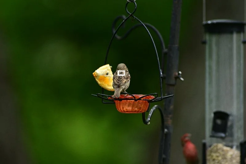 DSC_0072.webp