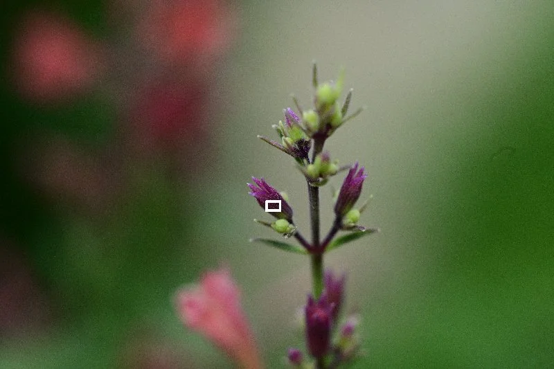 DSC_0488.webp