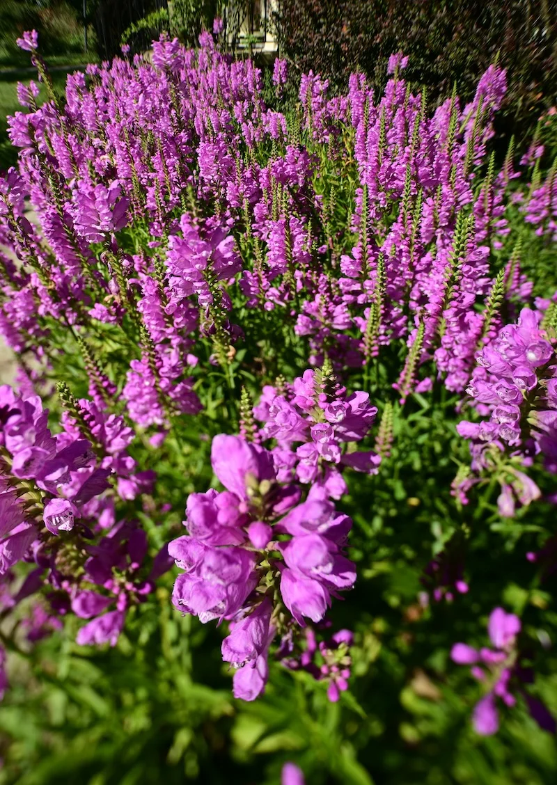 DSC_1350_crop copy.webp