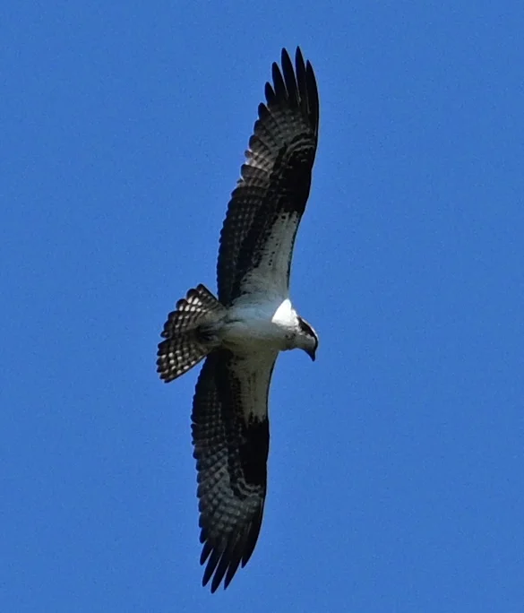 DSC_5178.webp