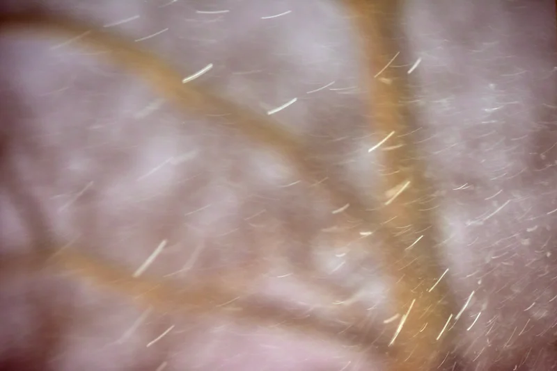 DSC_5243 copy 2.webp