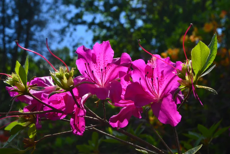 DSC_5704.webp
