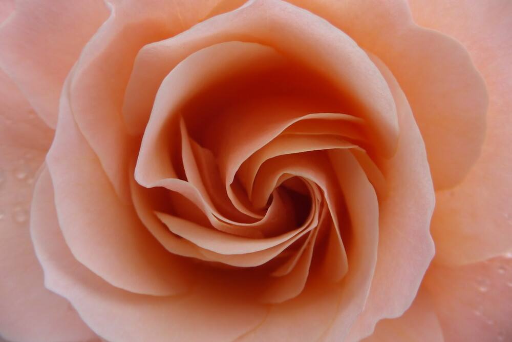 DSCF1271-XL.jpg