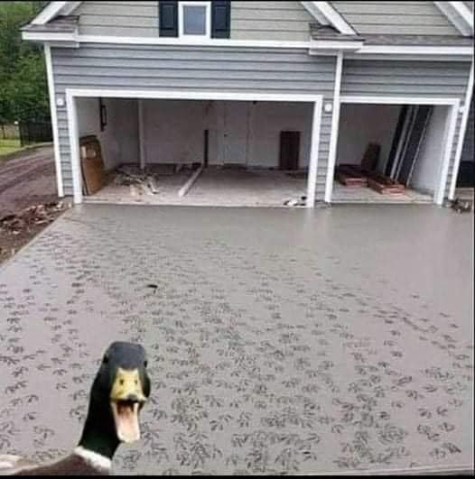 Duck on photo.jpg