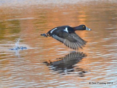 duck,+ring-necked+cox+hall+creek+wma+nj+feb+12+2012+dpf+014.jpg