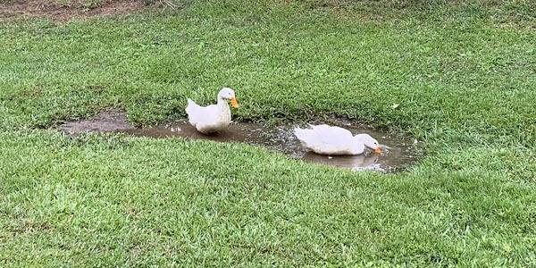 ducks.jpg
