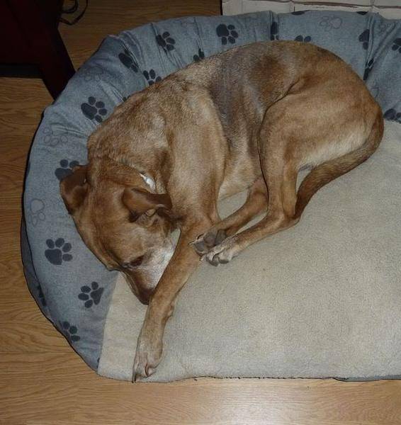 Duke_snug.jpg
