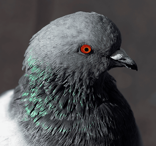 Duva (1).png