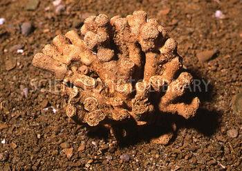 E4420229-Fossil_sponge-SPL.jpg