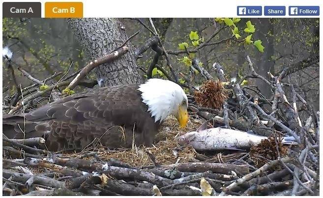 Eagle.jpg