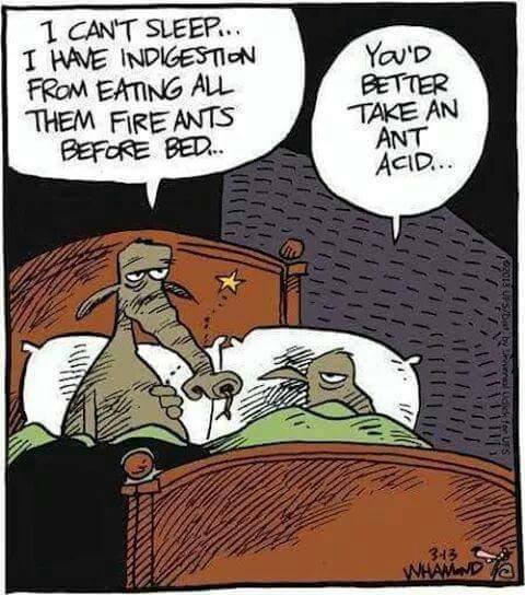 earing fire ants.jpg