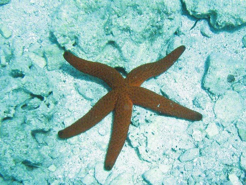 Echinaster_sepositus.jpg